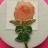 Macmillan Cancer - Pink Rose